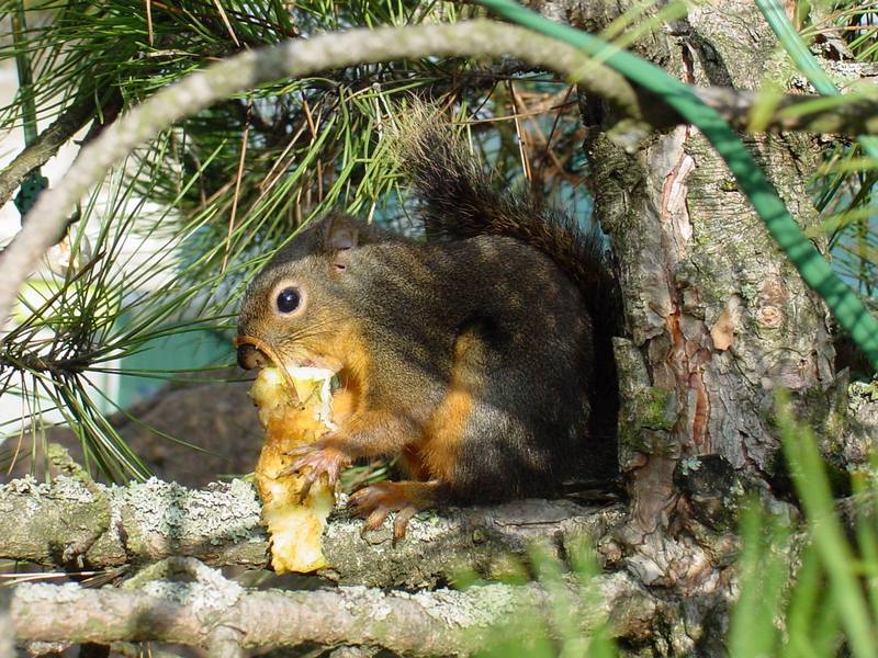Eastern Fox Squirrel (Sciurus niger) {!--여우다람쥐-->; DISPLAY FULL IMAGE.