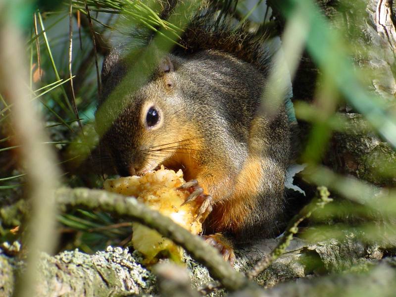 Eastern Fox Squirrel (Sciurus niger) {!--여우다람쥐-->; DISPLAY FULL IMAGE.