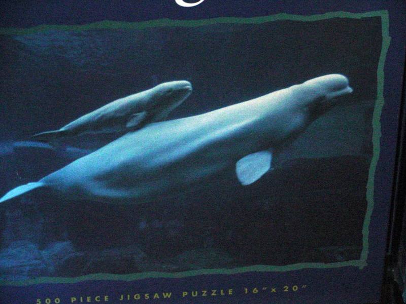 Beluga whales - white whale (Delphinapterus leucas); DISPLAY FULL IMAGE.