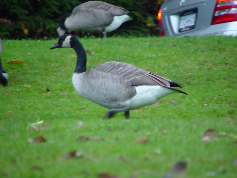 Canada goose; DISPLAY FULL IMAGE.