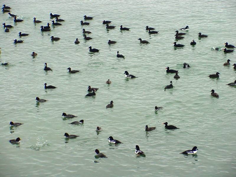 Flock of common goldeneyes and surf scoters; DISPLAY FULL IMAGE.