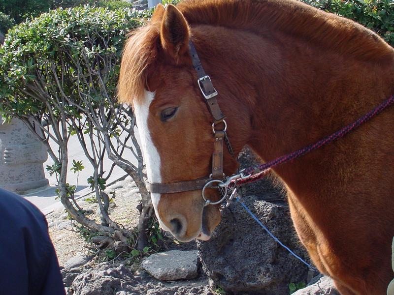 Little horse (Cheju Pony); DISPLAY FULL IMAGE.