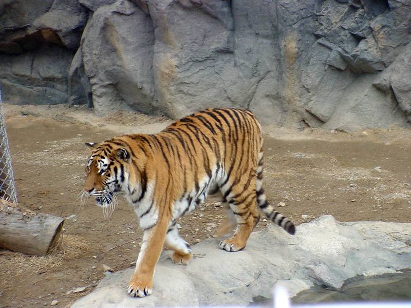 Siberian Tiger; DISPLAY FULL IMAGE.