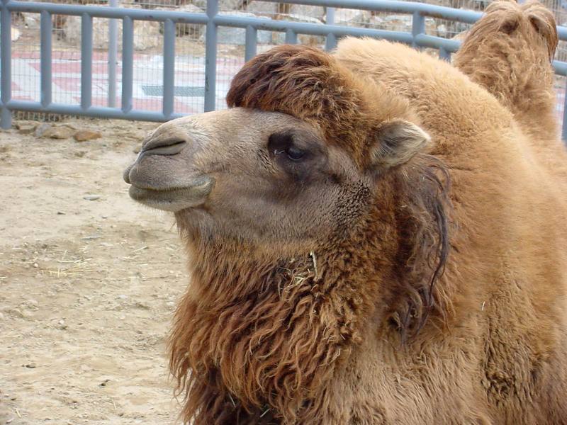 Bactrian Camel; DISPLAY FULL IMAGE.