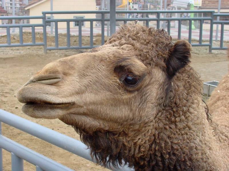 Dromedary camel; DISPLAY FULL IMAGE.