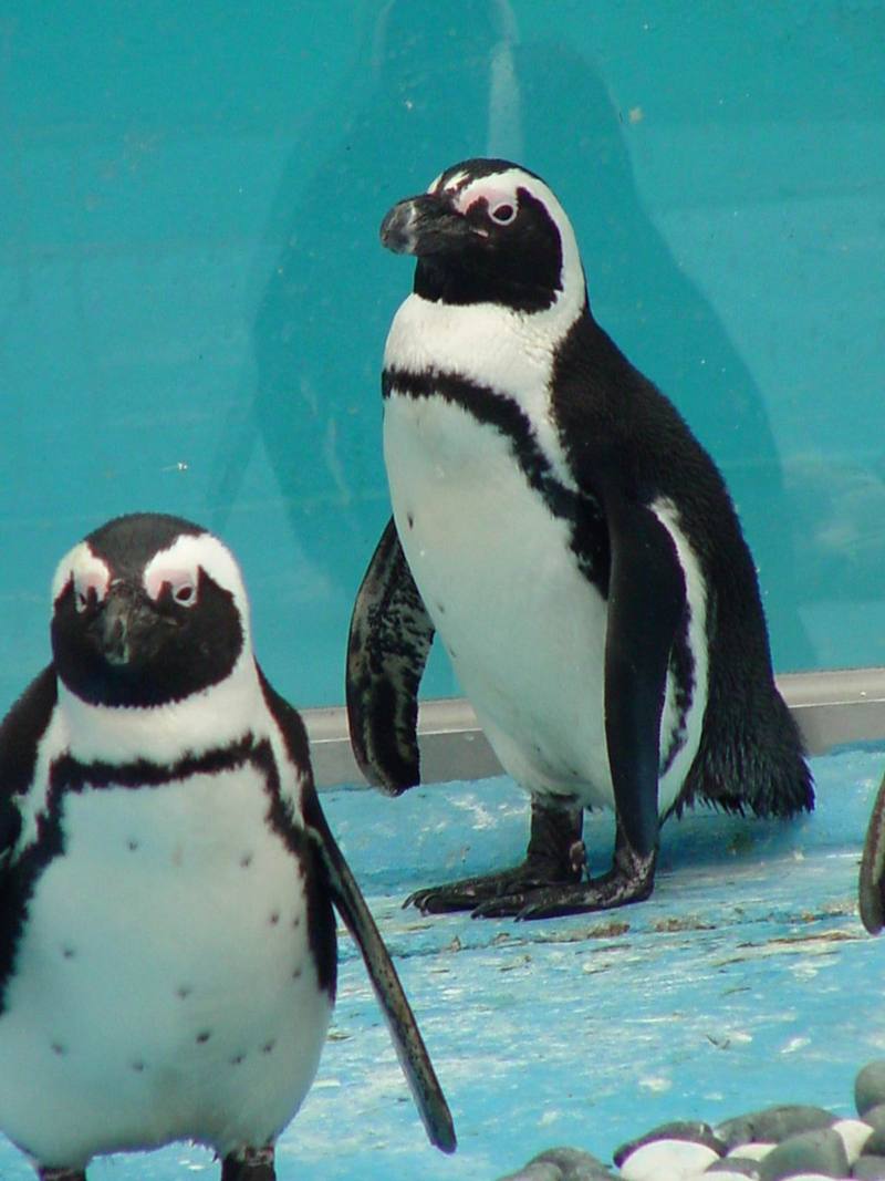 Jackass Penguins; DISPLAY FULL IMAGE.