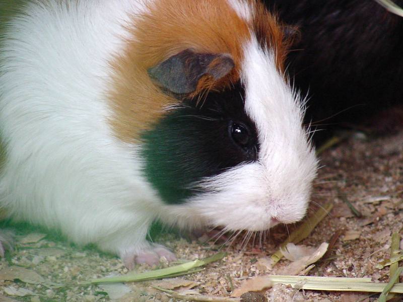 Guinea Pig; DISPLAY FULL IMAGE.