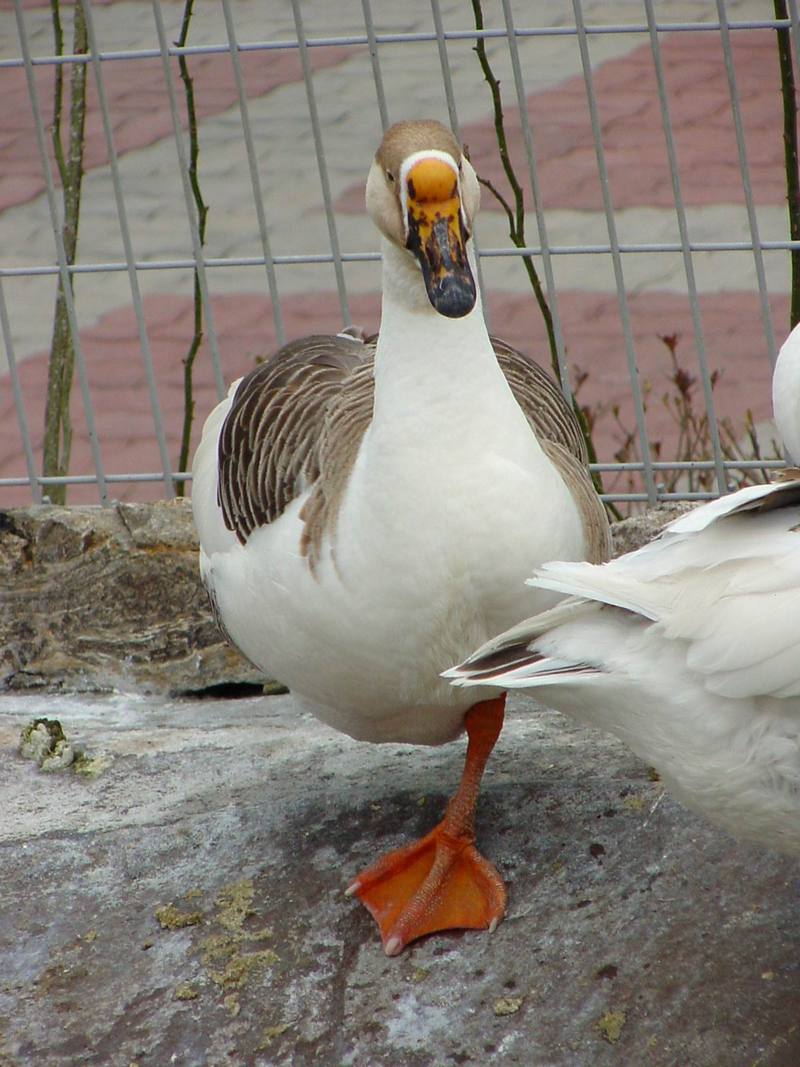 중국거위 Anser cygnoides (Chinese Goose); DISPLAY FULL IMAGE.