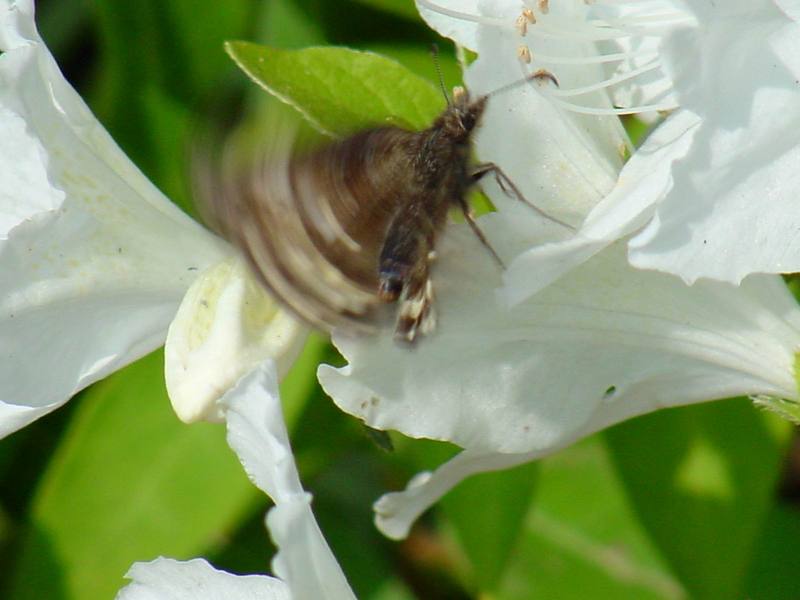 Butterfly; DISPLAY FULL IMAGE.