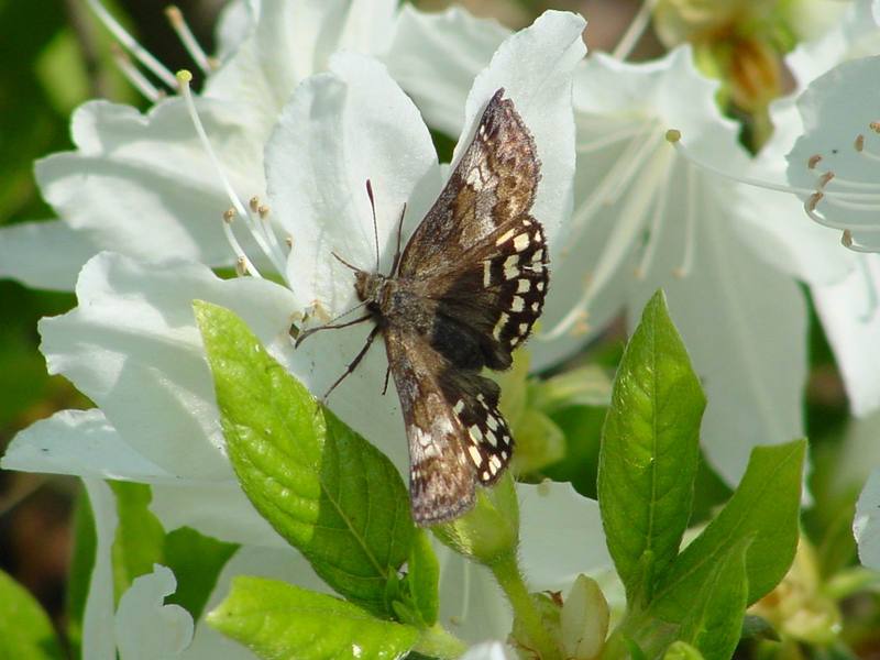 Butterfly; DISPLAY FULL IMAGE.