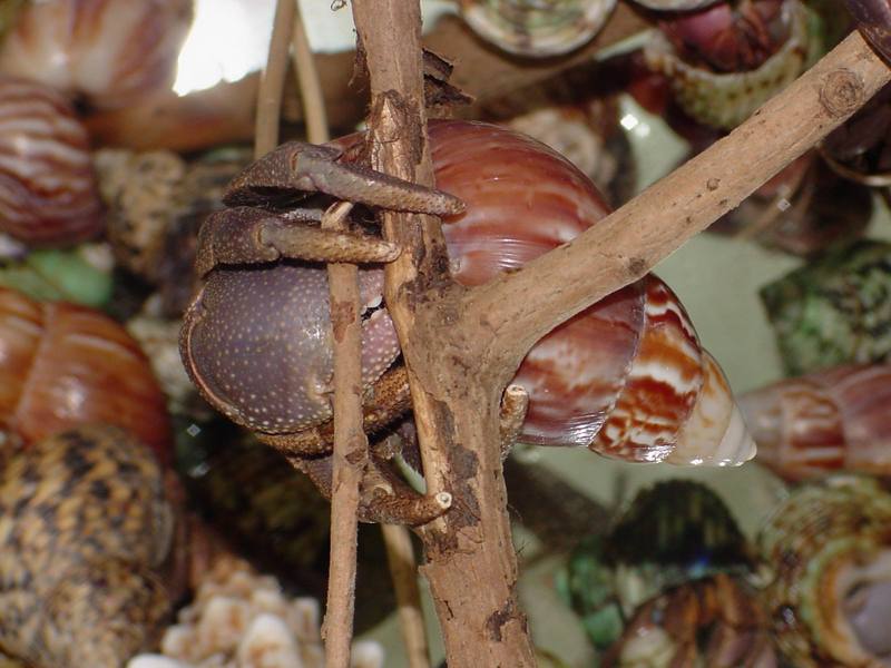 Land Hermit Crabs; DISPLAY FULL IMAGE.