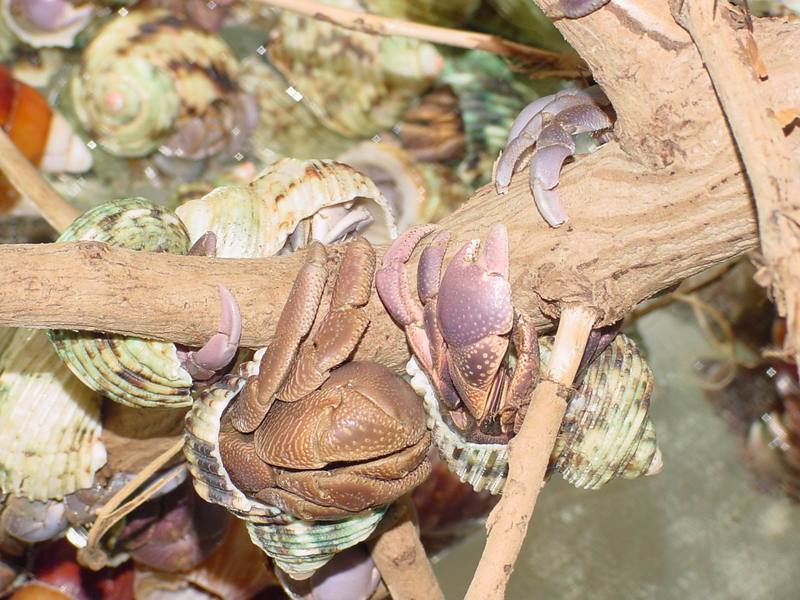 Land Hermit Crabs; DISPLAY FULL IMAGE.