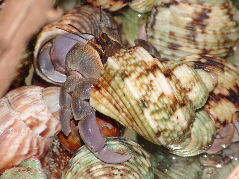 Land Hermit Crabs; DISPLAY FULL IMAGE.