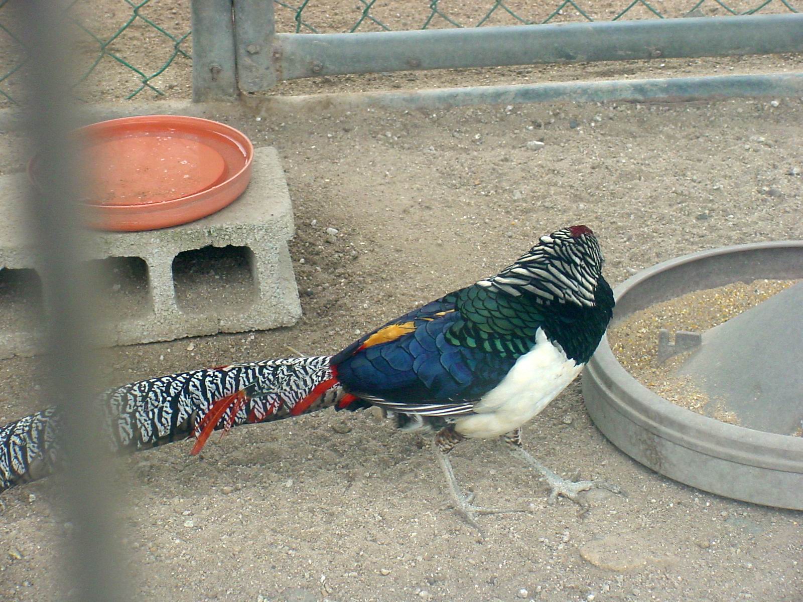 Lady Amherst's Pheasant - Chrysolophus amherstiae; Image ONLY