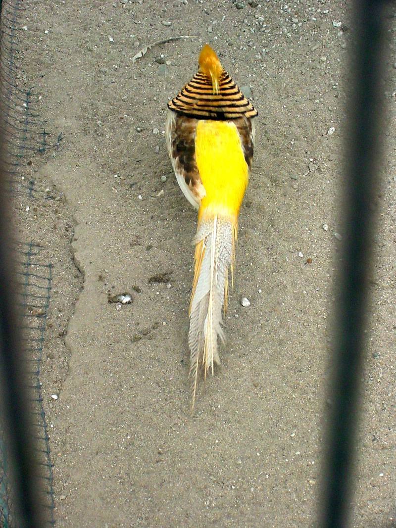 Yellow Golden Pheasant; DISPLAY FULL IMAGE.
