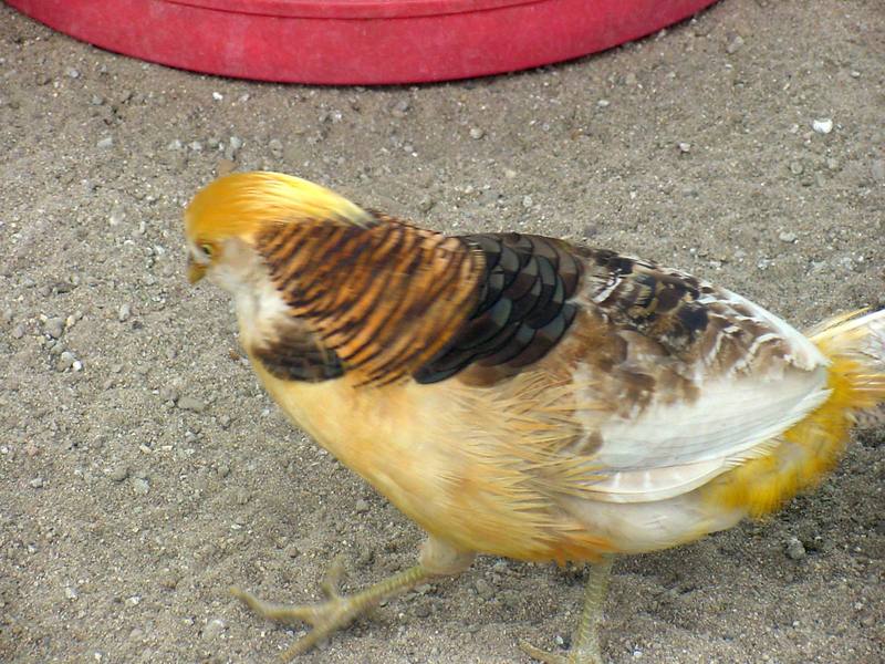 Yellow Golden Pheasant; DISPLAY FULL IMAGE.
