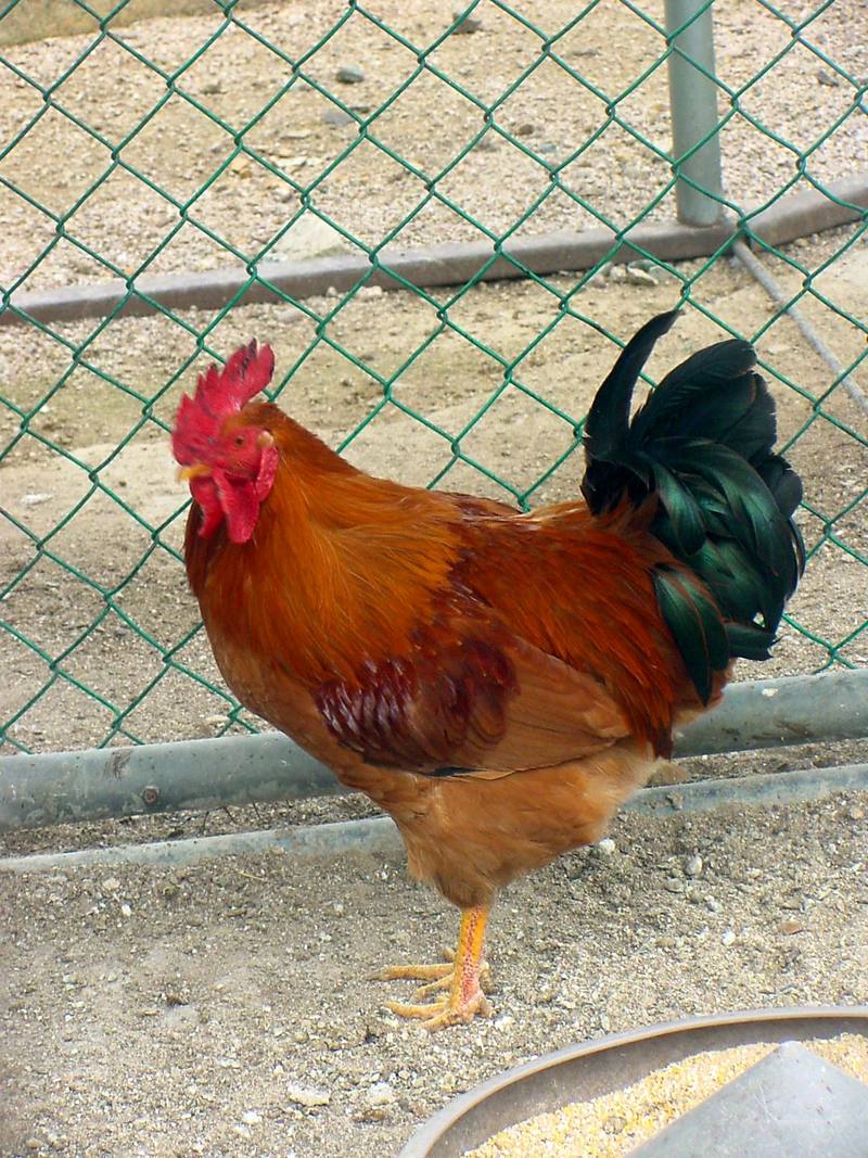 Domestic fowl (Rooster); DISPLAY FULL IMAGE.