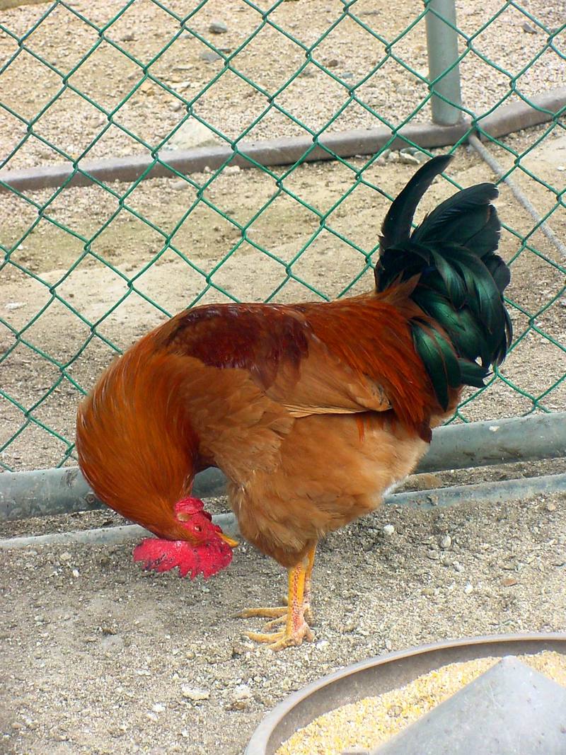 Domestic fowl (Rooster); DISPLAY FULL IMAGE.