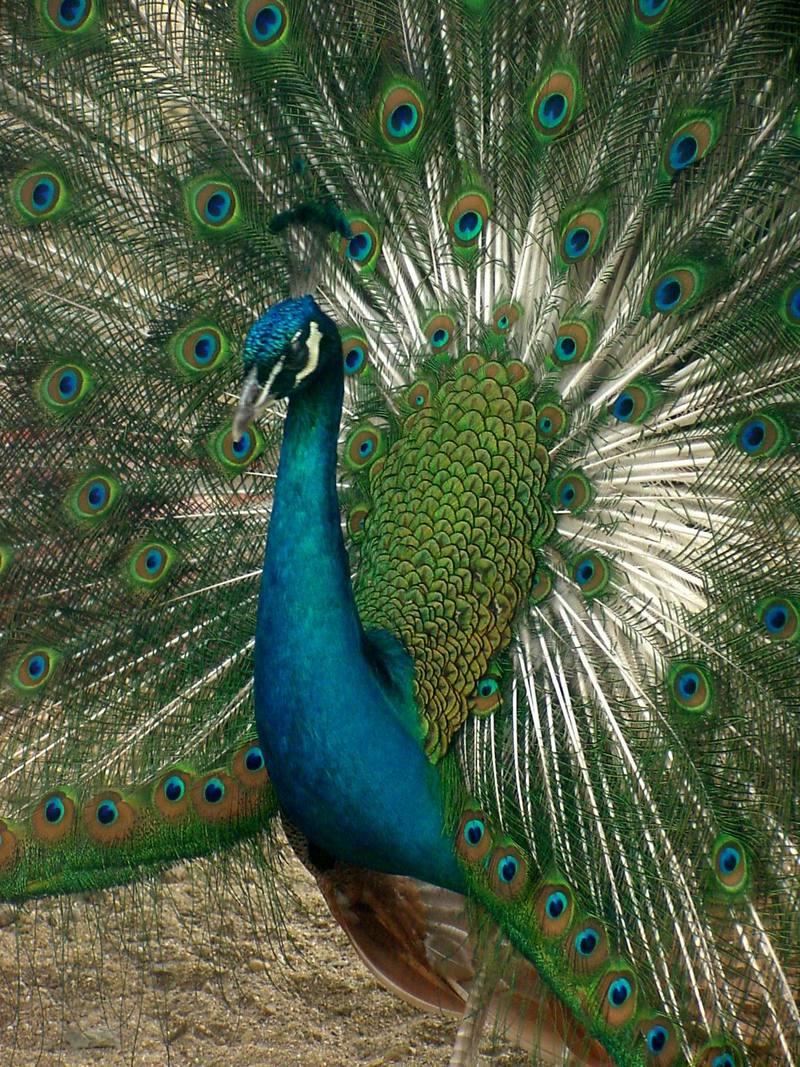 Indian Peacock - Blue peafowl (Pavo cristatus) - 인도공작(印度孔雀); DISPLAY FULL IMAGE.
