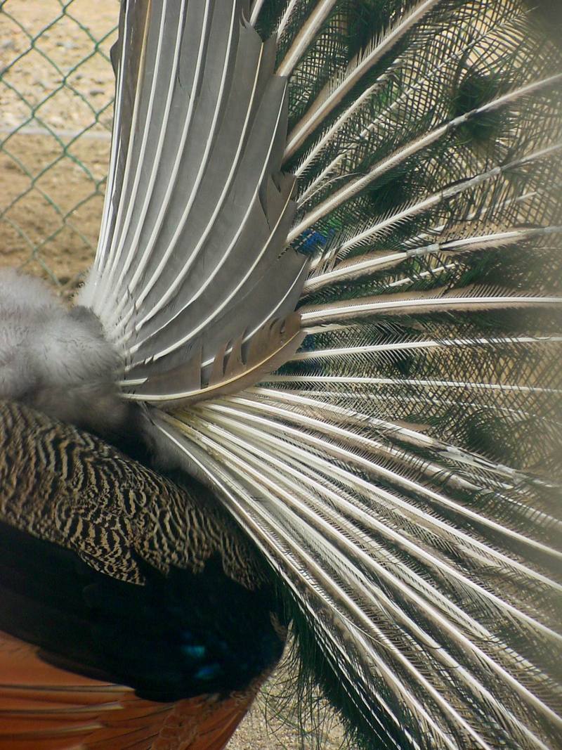 Indian Peacock - Blue peafowl (Pavo cristatus) - 인도공작(印度孔雀); DISPLAY FULL IMAGE.