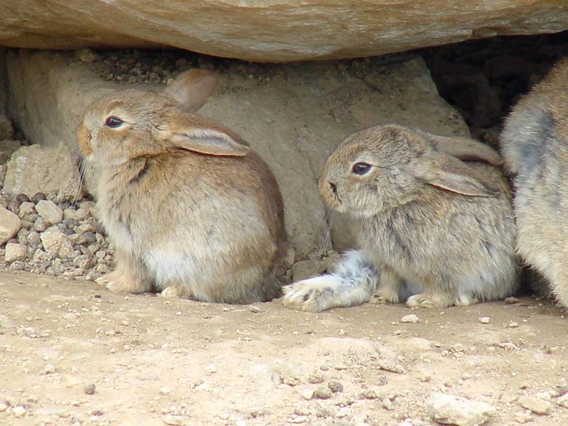 Korean Hares {!--한국 멧토끼-->; DISPLAY FULL IMAGE.
