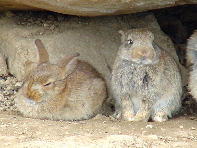 Korean Hares {!--한국 멧토끼-->; DISPLAY FULL IMAGE.