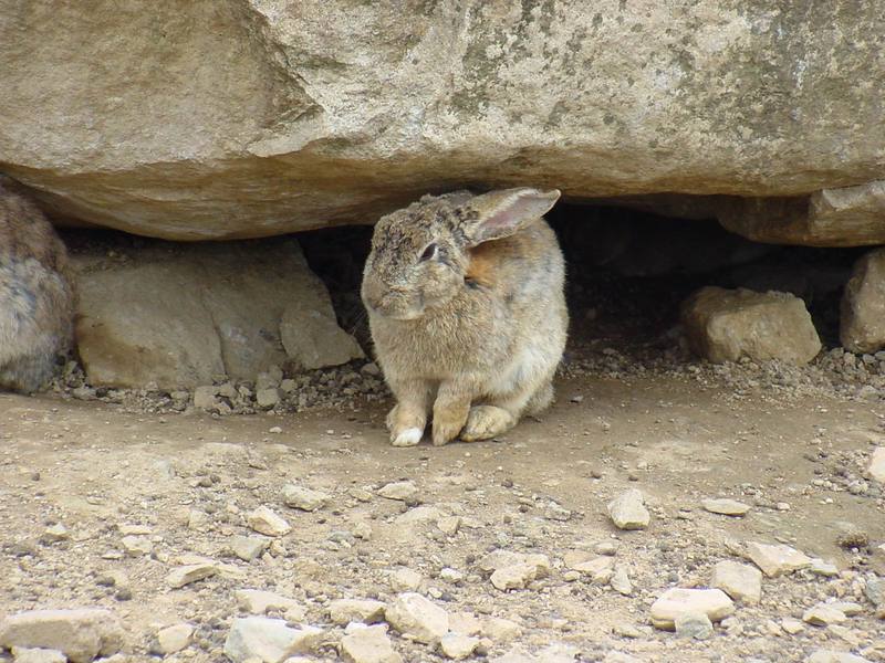 Korean Hare {!--한국 멧토끼-->; DISPLAY FULL IMAGE.