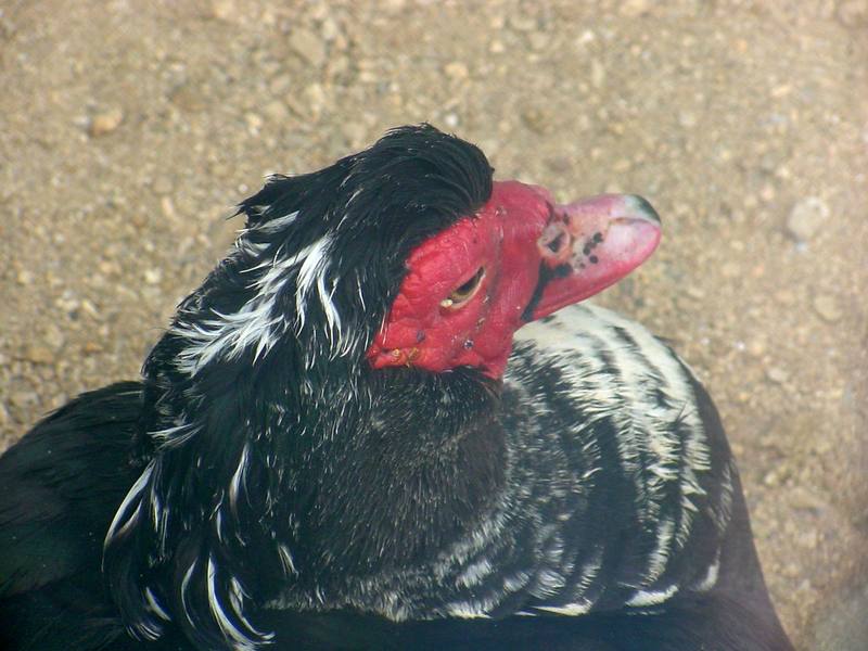Muscovy Duck; DISPLAY FULL IMAGE.