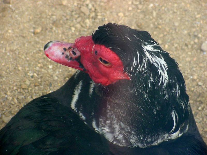 Muscovy Duck; DISPLAY FULL IMAGE.