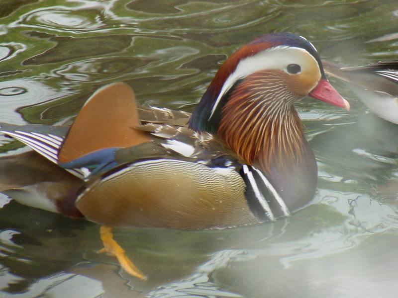 Mandarin Duck; DISPLAY FULL IMAGE.