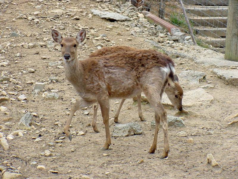 대륙사슴 Cervus nippon mantchuricus (Manchurian Sika Deer); DISPLAY FULL IMAGE.