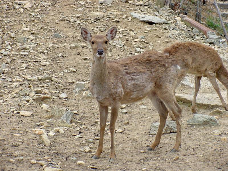 대륙사슴 Cervus nippon mantchuricus (Manchurian Sika Deer); DISPLAY FULL IMAGE.