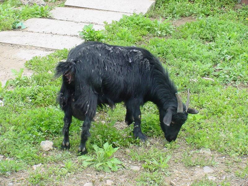 Black goat; DISPLAY FULL IMAGE.