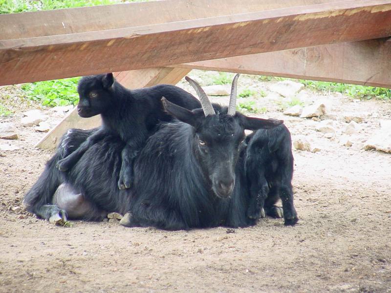Black goats; DISPLAY FULL IMAGE.