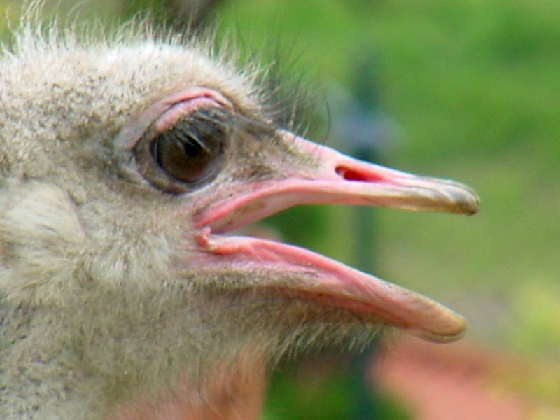 Ostrich; DISPLAY FULL IMAGE.
