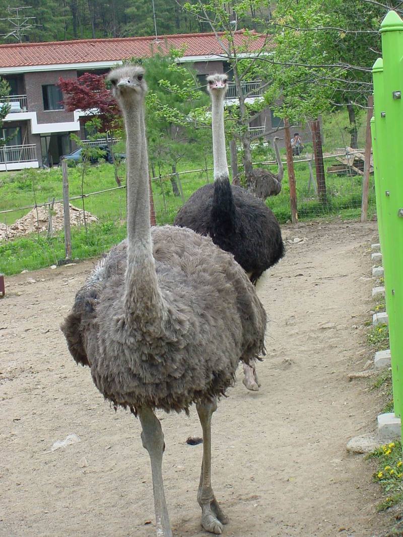 Ostriches; DISPLAY FULL IMAGE.
