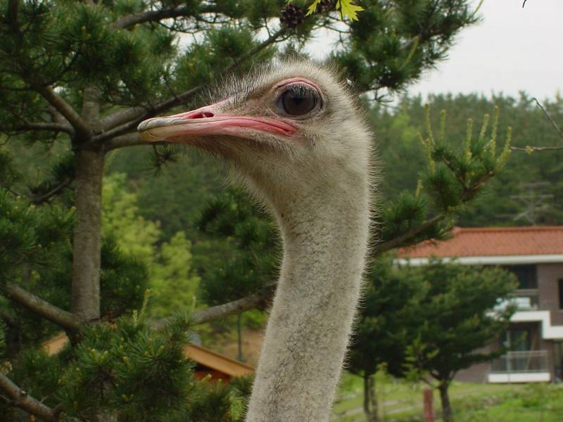Ostrich; DISPLAY FULL IMAGE.