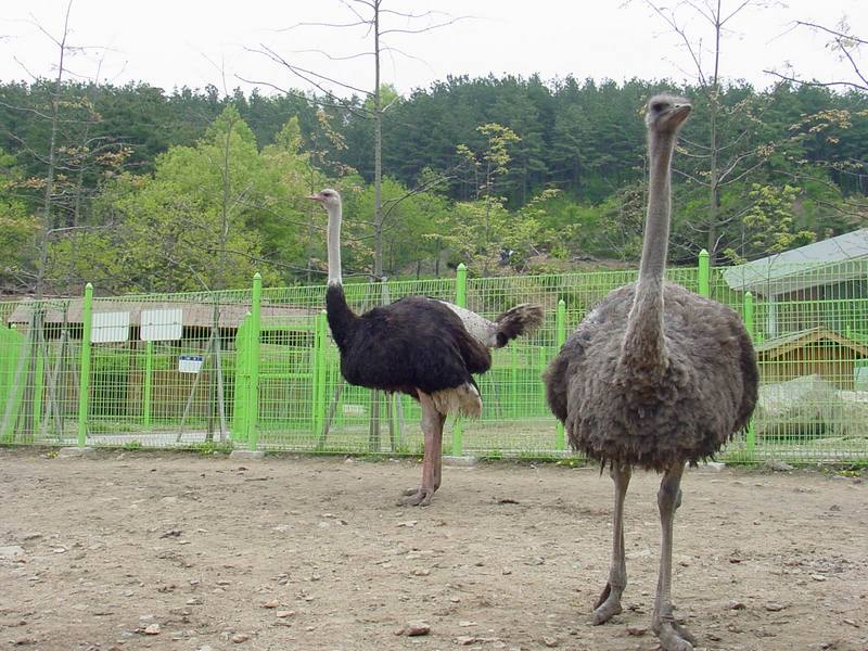 Ostriches; DISPLAY FULL IMAGE.