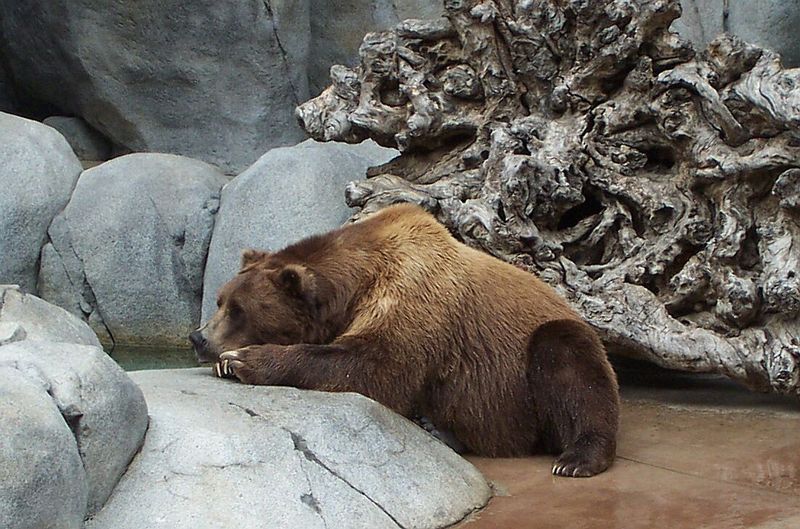 Alaskan Brown Bear; DISPLAY FULL IMAGE.