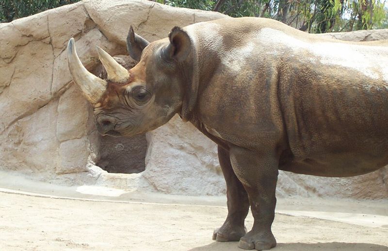 Black Rhino; DISPLAY FULL IMAGE.