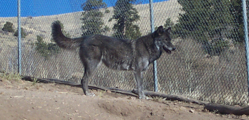 Rami: Grey Wolf; DISPLAY FULL IMAGE.