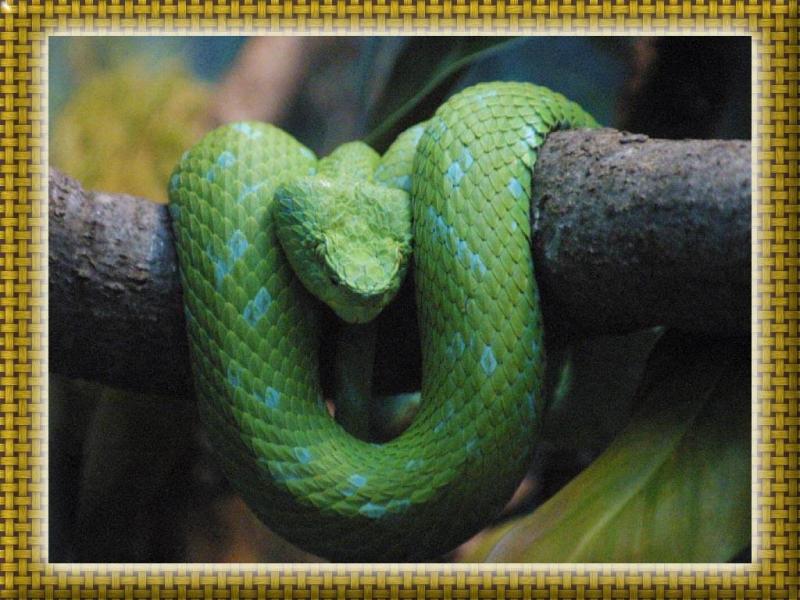 snake005 -- Honduran Palm Viper - Honduran palm-pitviper (Bothriechis marchi); DISPLAY FULL IMAGE.