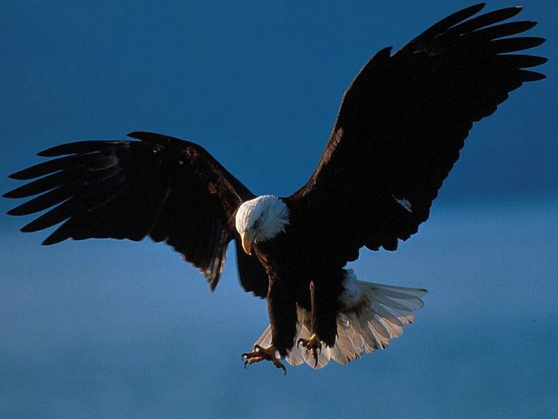 Bald Eagle in Flight, Alaska; DISPLAY FULL IMAGE.