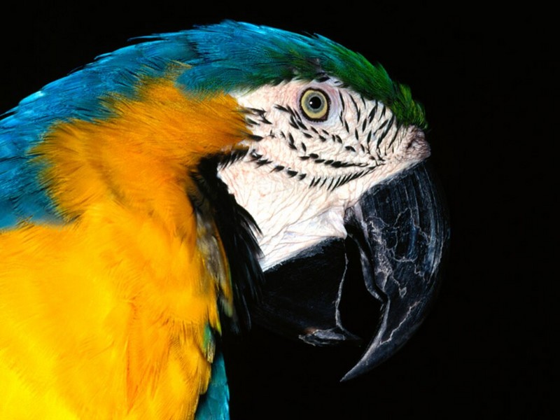 Blue and Yellow Macaw; DISPLAY FULL IMAGE.