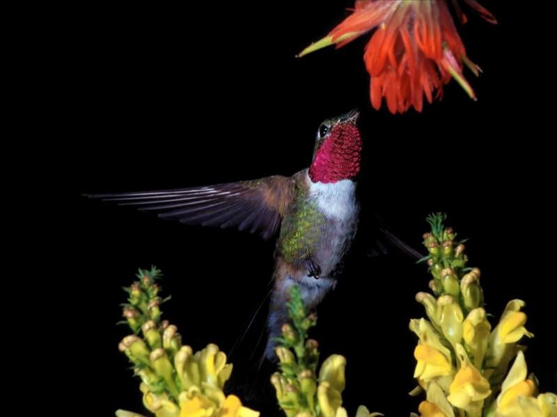 Broadtail Hummingbird; DISPLAY FULL IMAGE.