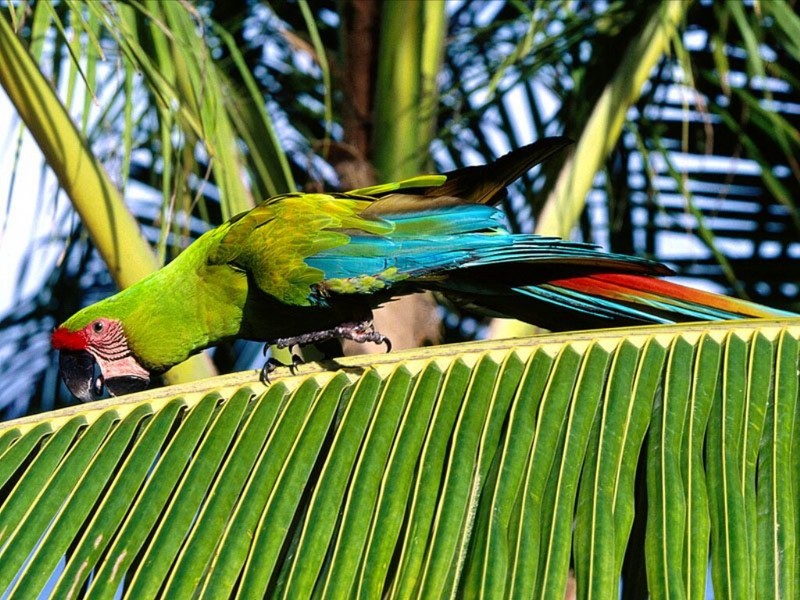 Buffon's Macaw, Honduras; DISPLAY FULL IMAGE.