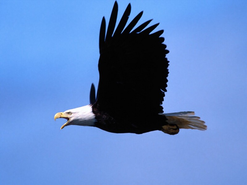 Call of the Wild, Bald Eagle; DISPLAY FULL IMAGE.