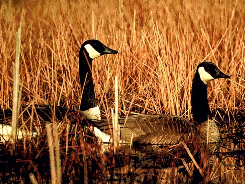 Canadian Geese, Seymour, Indiana; DISPLAY FULL IMAGE.