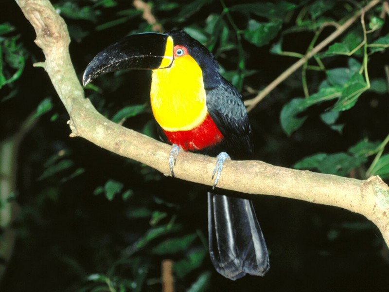 Channel-Billed Toucan, Brazil; DISPLAY FULL IMAGE.