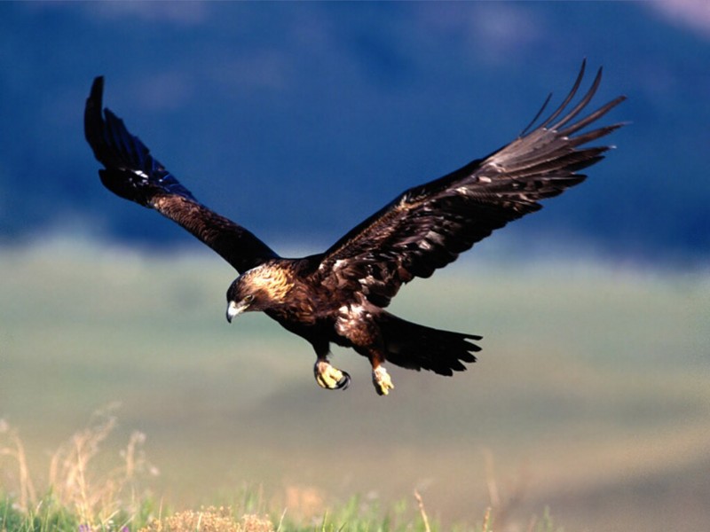 Coming in for a Landing, Golden Eagle; DISPLAY FULL IMAGE.